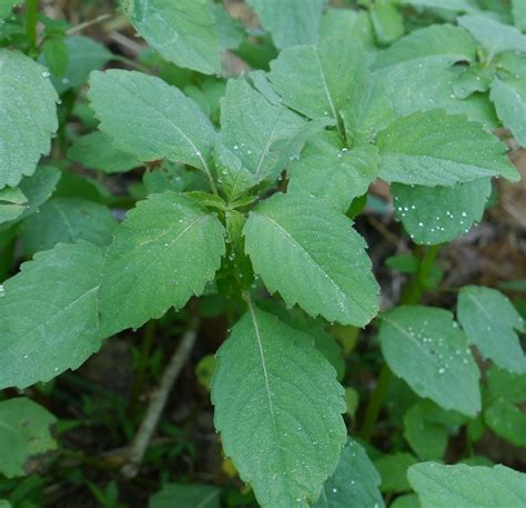 Jewelweed | Identify that Plant