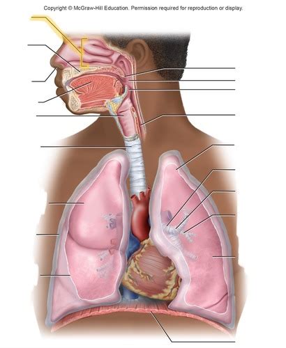 Human Anatomy II Lab Practical 3 Figures Lab 5 Flashcards Quizlet