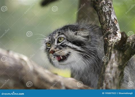 Manul Or Pallas S Cat Otocolobus Manul Portrait Of Adult Stock Photo