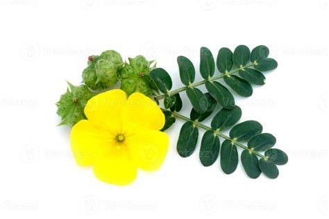 Tribulus Terrestris Plant With Flower And Leaf 35568647 Stock Photo At