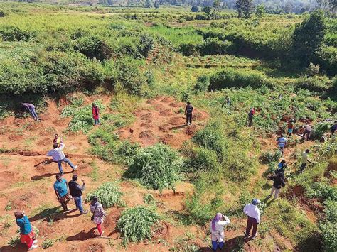 Expensive High Ganja Prices Touch An All Time High In India