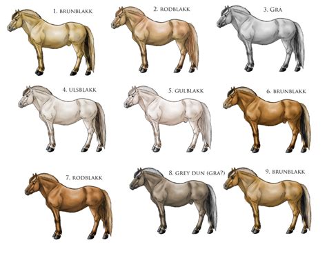 Fjord Horse Horse Coat Colors Horses