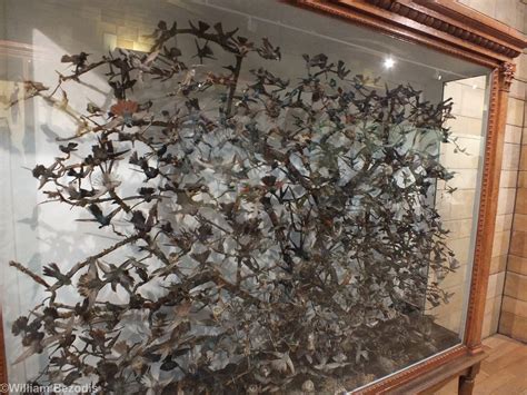 Hummingbird Display - NHM London - ZooChat