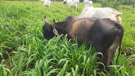 CAPIM MASSAI EXCELENTE PARA TERRENO ARENOSO ÓTIMO PARA PRODUZIR FENO