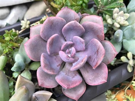 Graptoveria ‘debbie Complete Care Guide Sublime Succulents