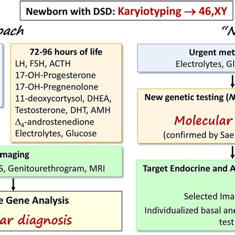 Diagnostic Algorithms For Early Diagnosis Of 46xy Dsd In The Newborn