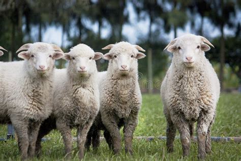 Herd of sheep stock photo. Image of animal, mammal, natural - 105942312