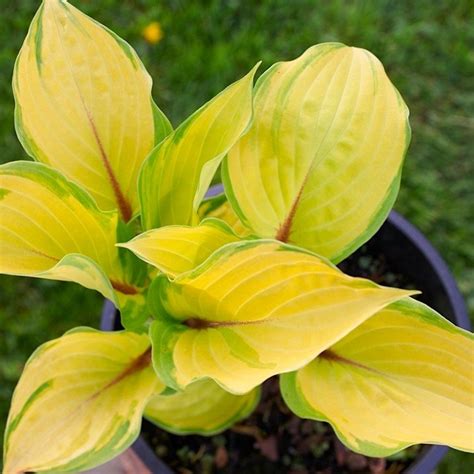 Хоста 'Парадайз Айлэнд' / Hosta hybride 'Paradise Island' - Ландшафтная ...