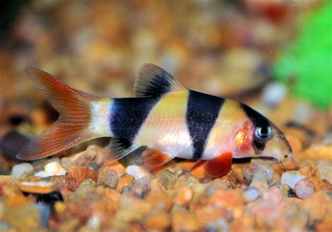 clown loach fish breed profile