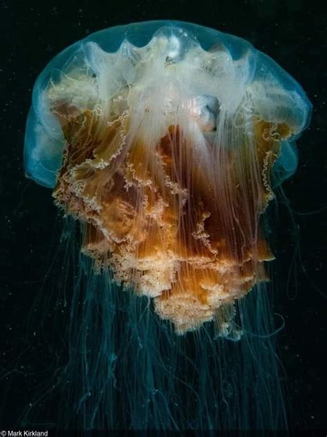 Giant Jellyfish, Lion's Mane Jellyfish, Medusa, Ocean Projects, Pretty ...