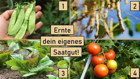 4 Gemüsearten für Saatgut Einsteiger Samenbau von Tomate Salat