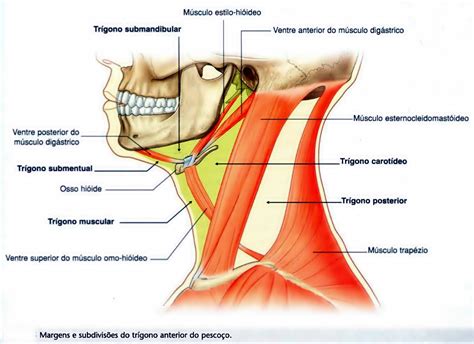 Anatomia in Situ MÚSCULOS PESCOÇO