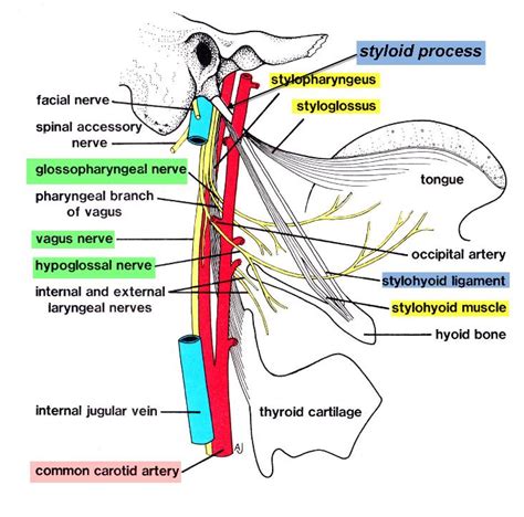 NECK PAIN : - STYLOHYOID (EAGLE’S) SYNDROME :- En