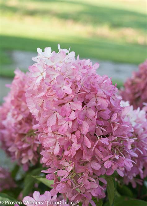 Zinfin Doll® Panicle Hydrangea Hydrangea Paniculata Images Proven