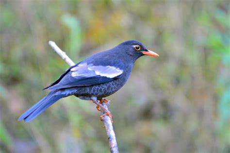 Grey Winged Blackbird Turdus Boulboul