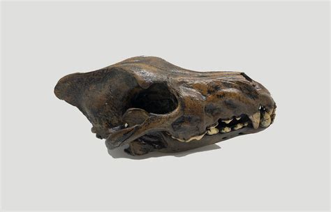 Dire Wolf Skull Replica Skeletonsandskullssuperstore