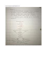 Macromolecules Concept Map Part Of Docx Macromolecules Concept