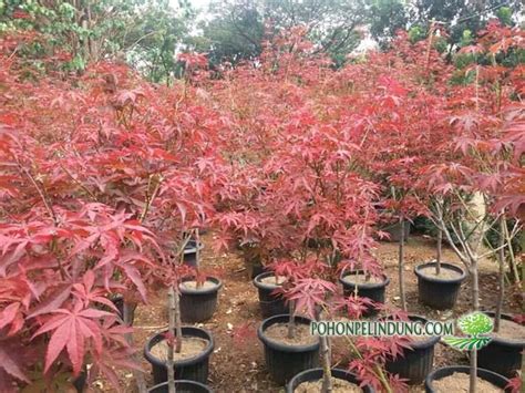 Jual Pohon Red Maple - Harga Pohon Red Maple Jepang