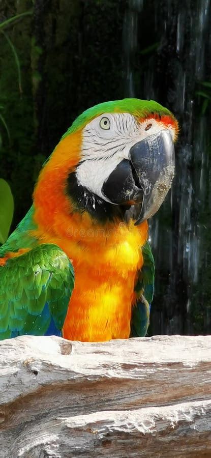 Macaws Are A Group Of Long Tailed New World Parrots That Are Often