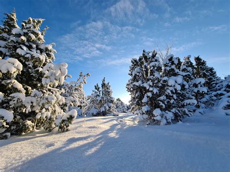 Winter Snow On Juniper Trees Estonia Saaremaa Oc 4032×3024 R