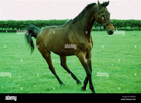 Red Rum racehorse Stock Photo - Alamy