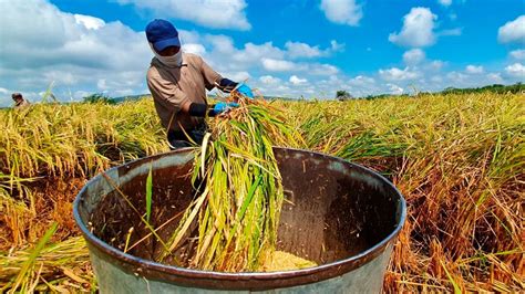 Por Iniciar Cosecha De Arroz En Jojutla Morelos