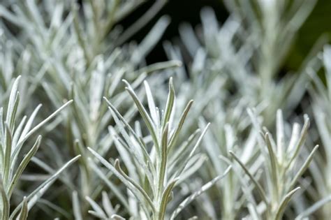 Premium Photo | Fresh rosemary herb grow outdoor rosemary leaves closeup