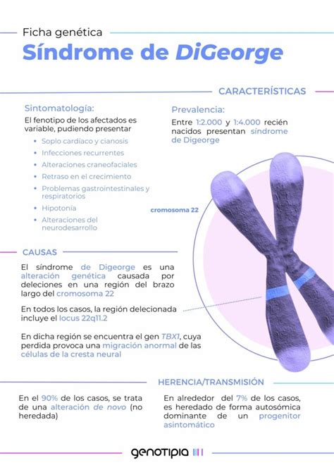 Fichas Genéticas Síndrome De Digeorge Ds22q11 2 Genotipia