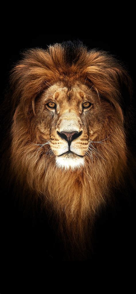 Lion Lockscreens Kolpaper Awesome Free Hd Wallpapers