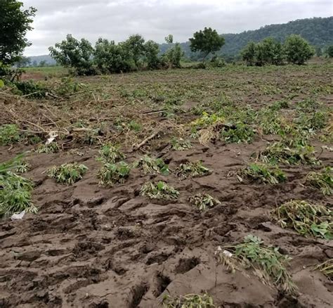 Heavy Rains Damage Crops In Telangana More Rains Likely In Hrs