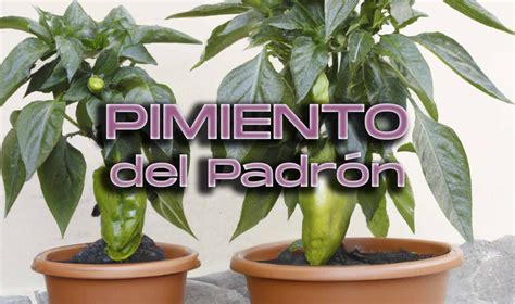 Gu A Completa Para El Cultivo De Pimientos Consejos T Cnicas Y Cuidados