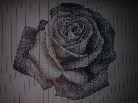 Rose doodle by Kelly363 on deviantART