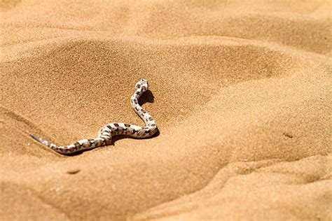 Desert Snake Photos Stock Photos, Pictures & Royalty-Free Images - iStock