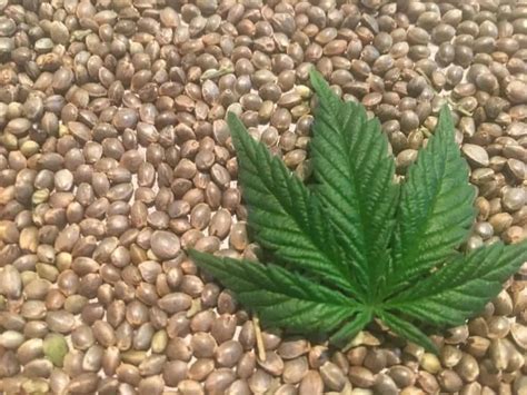 Bulk Free Seed Order Buy Bulk Cannabis Seeds