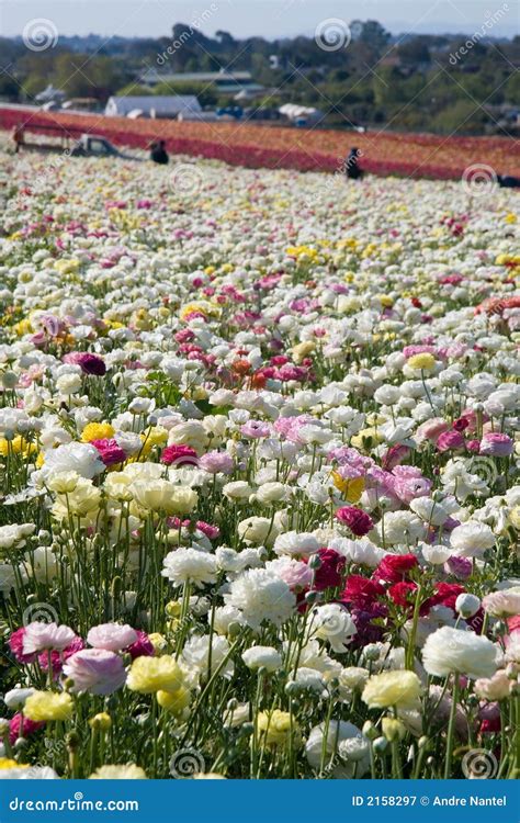 Carlsbad Flower Fields stock image. Image of colorful - 2158297