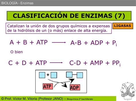 Ppt Enzimas Powerpoint Presentation Free Download Id 913776