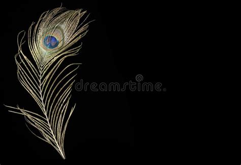 peacock feather  black background stock image image  beautiful
