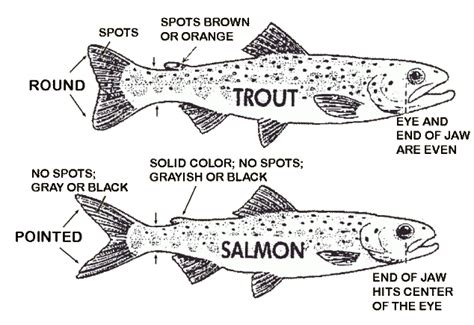 Difference between Brown Trout and Salmon Parr – Wild Trout Streams