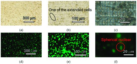 Images of HeLa cells cultured 3 days on the cell culture plate. (a)... | Download Scientific Diagram