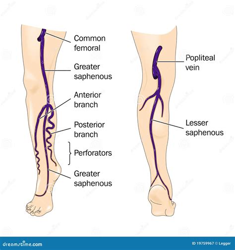 Major veins of the leg stock vector. Illustration of common - 19759967