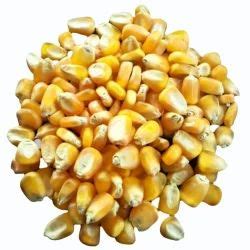 Yellow Hybrid Maize Seeds For Agriculture At Rs Pack In Pune Id