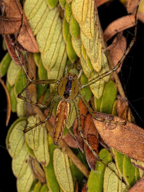 Adult Lynx Spider Stock Image Image Of Peucetia Plant 255484109