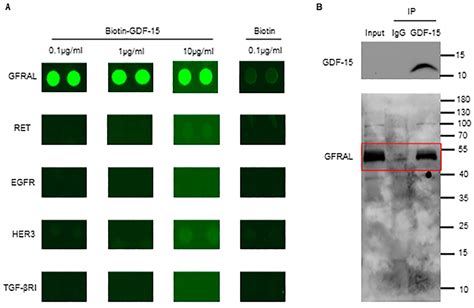 Biomolecules Free Full Text Gdf Inhibits Adp Induced Human