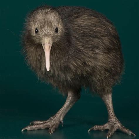 North Island brown kiwi - A unique chicken-sized bird, kiwi are ...