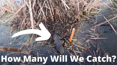 Open Water Muskrat Trapping Lots Of Catches Youtube