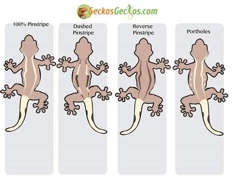 Crested Gecko Morphs - Captive Bred Reptiles for sale | Tortoise for ...