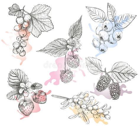 Sketch Berries Colored Set Stock Vector Illustration Of Isolated