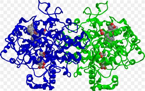 Cyclooxygenase Prostaglandin Endoperoxide Synthase 2 Mechanism Of