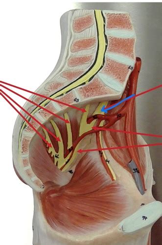 Neurovasculature Of Lower Limb Flashcards Quizlet