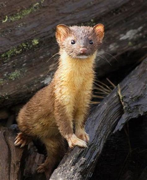Ласка, или малая ласка (Mustela nivalis)